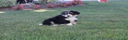 Bernedoodle dogs for sale: Smiley - Ad 13