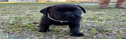 Mixed Breed dogs for sale: Gray - Ad 8