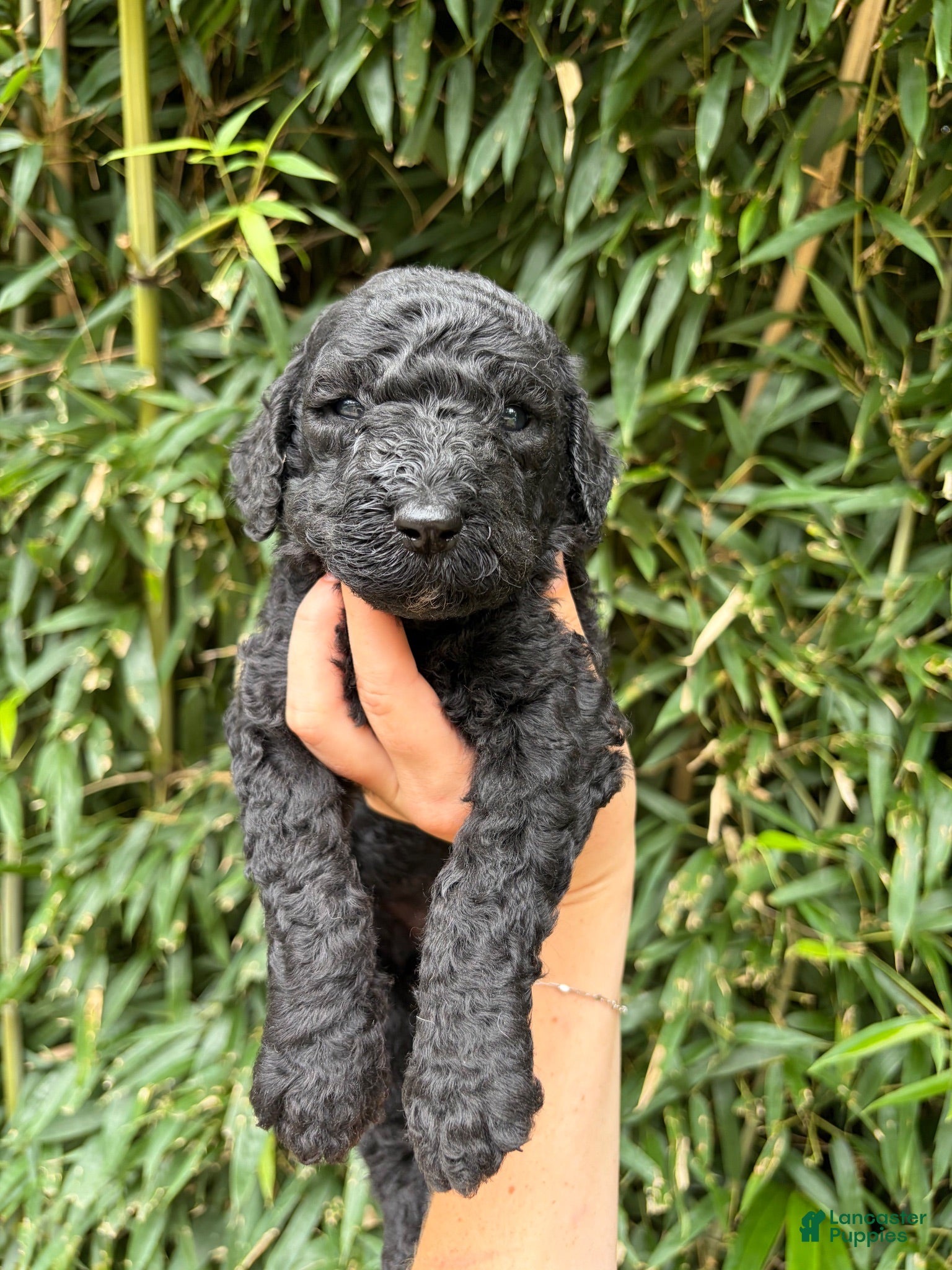 Goldendoodle dogs Goldendoodle 5 - Ad 15