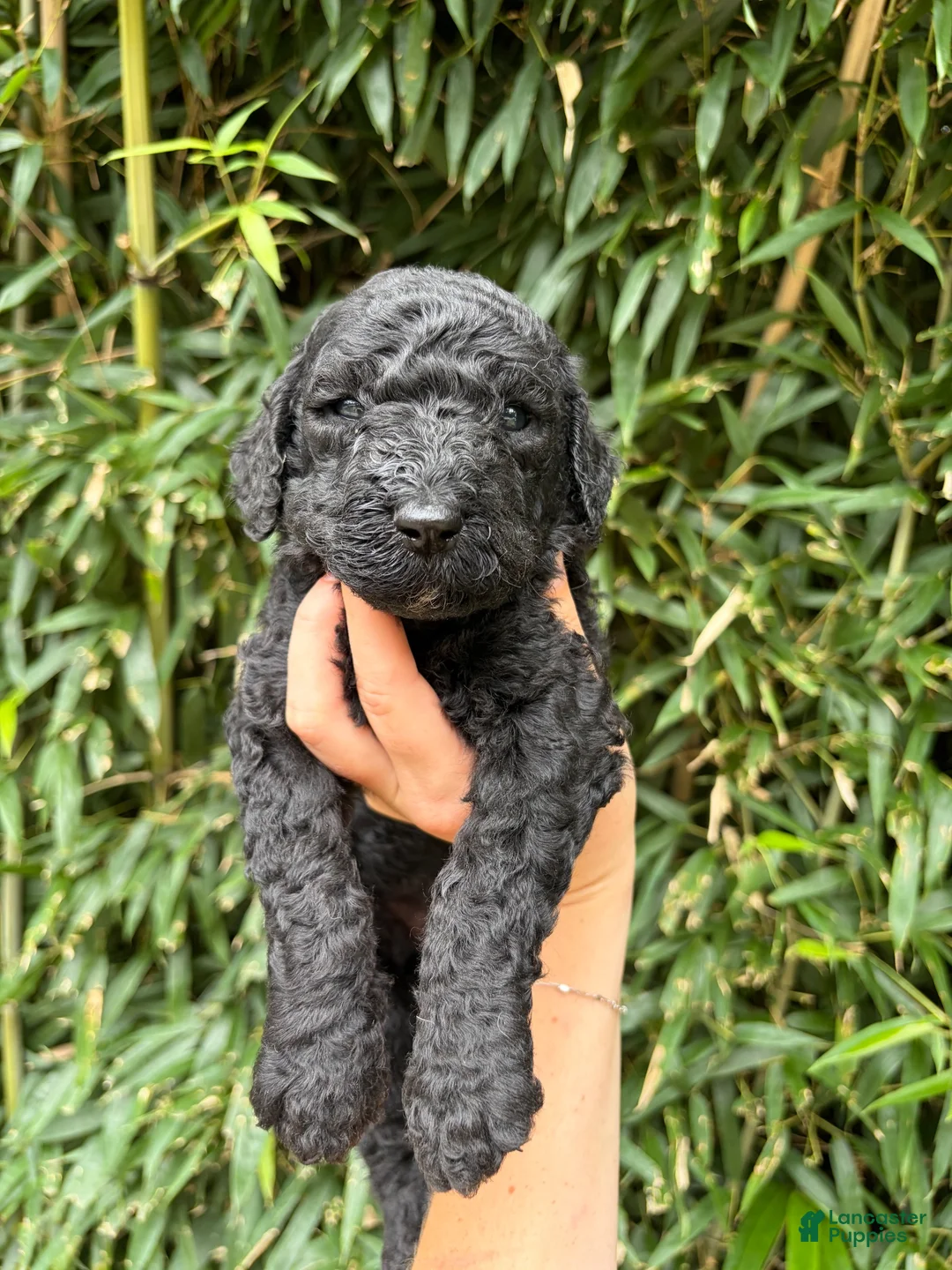 Goldendoodle dogs for sale: Goldendoodle 5 - Ad 1