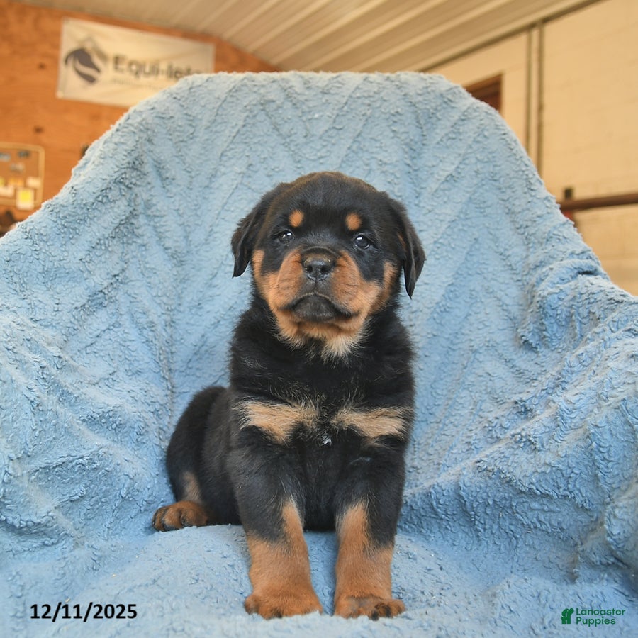 Rottweiler dogs Roxy  - Ad 8