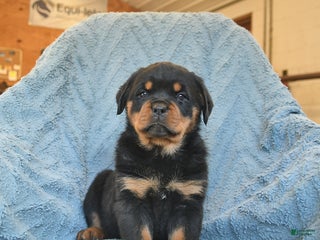 Rottweiler dogs Roxy - Ad 4