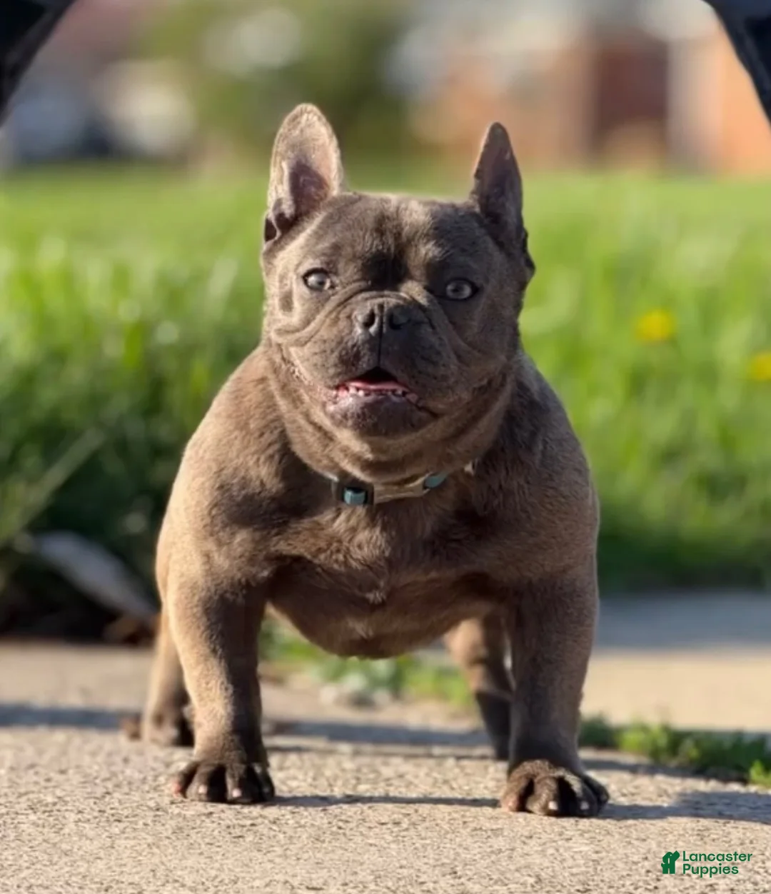 French Bulldog dogs for sale: Tank - Ad 4