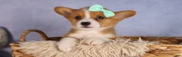 Welsh Corgi Pembroke dogs for sale: Bently💙 - Ad 3
