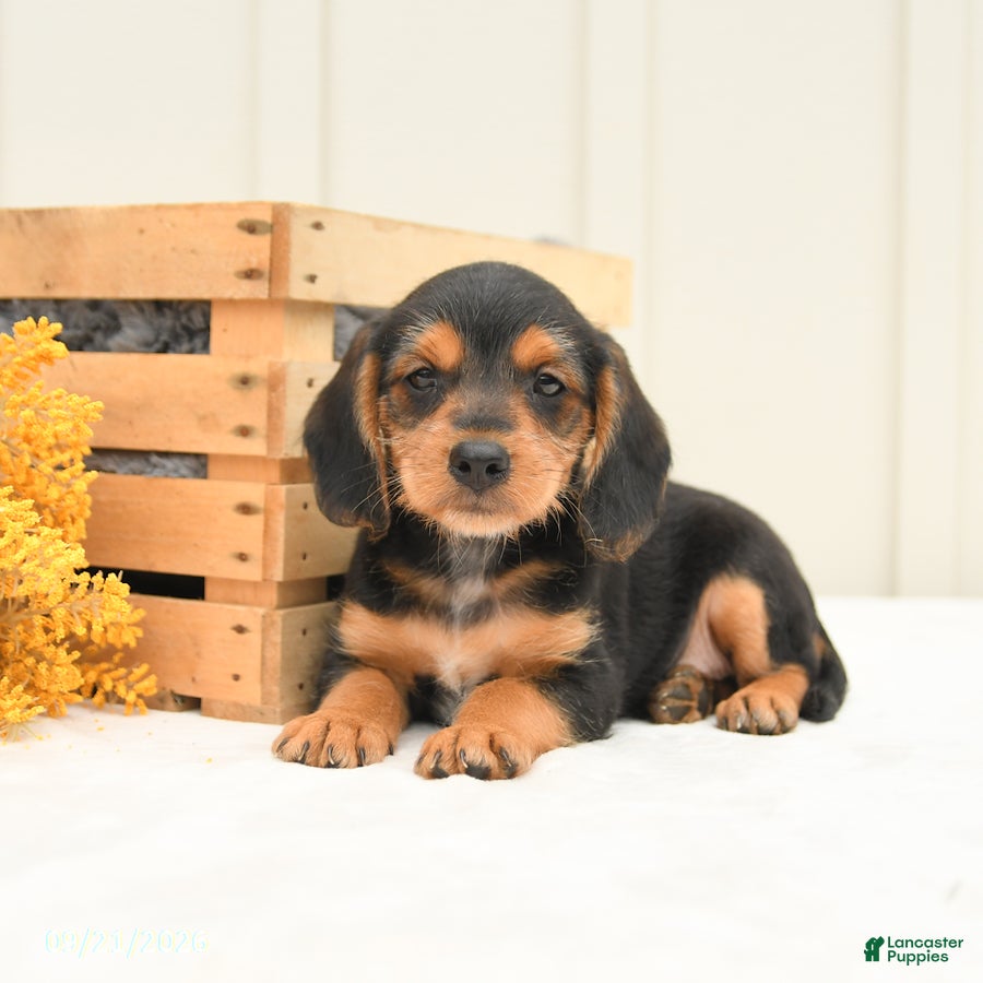 Mixed Breed dogs Freddie - Ad 2