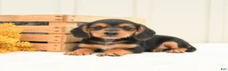Mixed Breed dogs for sale: Freddie - Ad 2