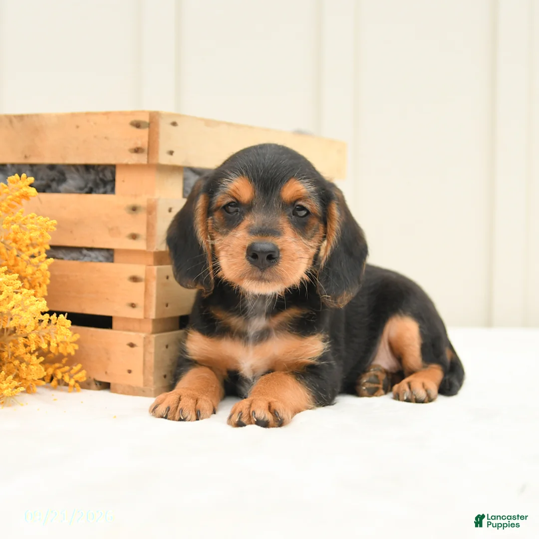 Mixed Breed dogs for sale: Freddie - Ad 2