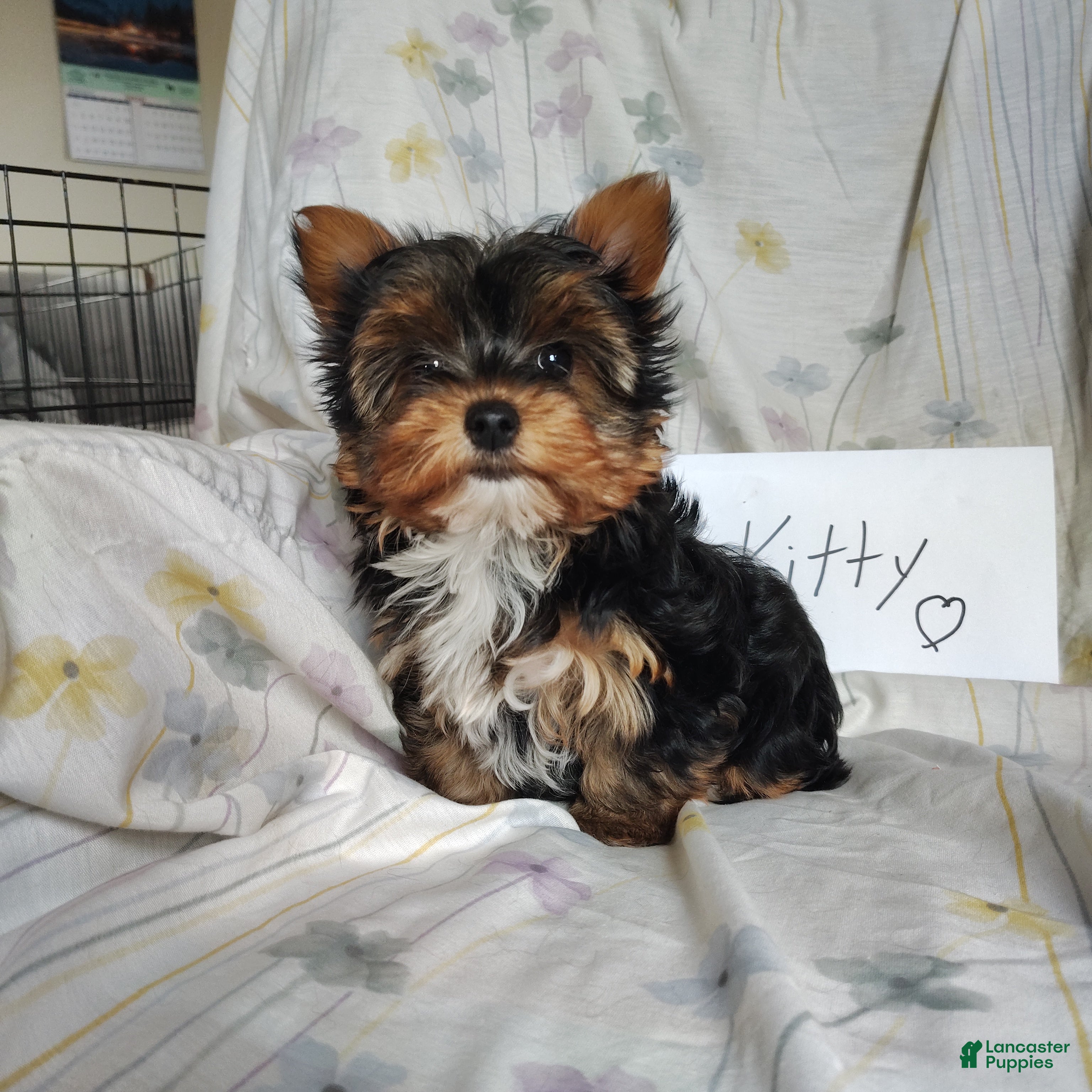 Yorkshire Terrier dogs Kitty - Ad 9