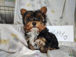 Yorkshire Terrier dogs Kitty - Ad 9