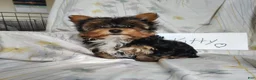 Yorkshire Terrier dogs for sale: Kitty - Ad 1