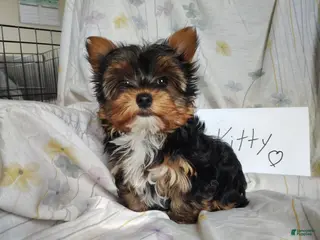 Yorkshire Terrier dogs Kitty - Ad 39