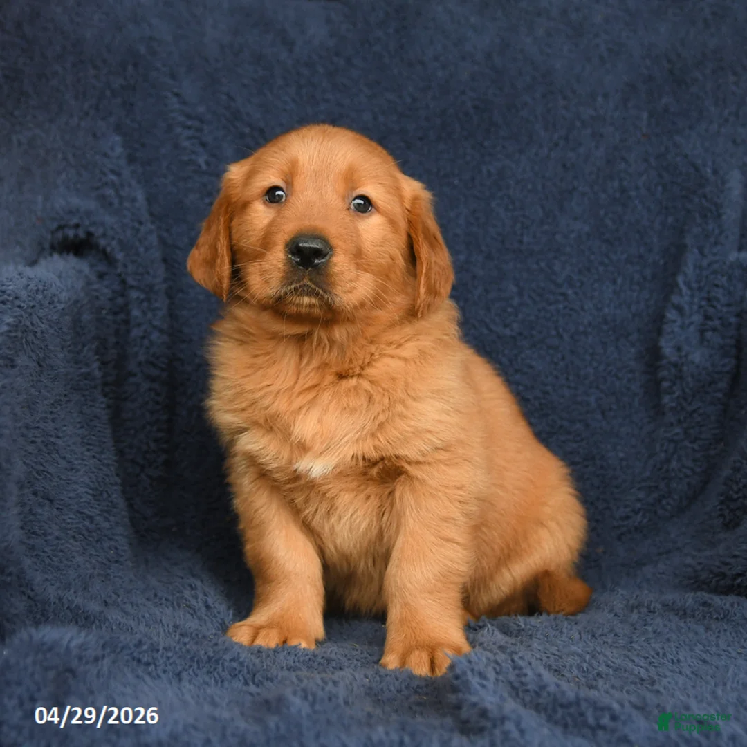 Golden Retriever dogs for sale: Tyler - Ad 1