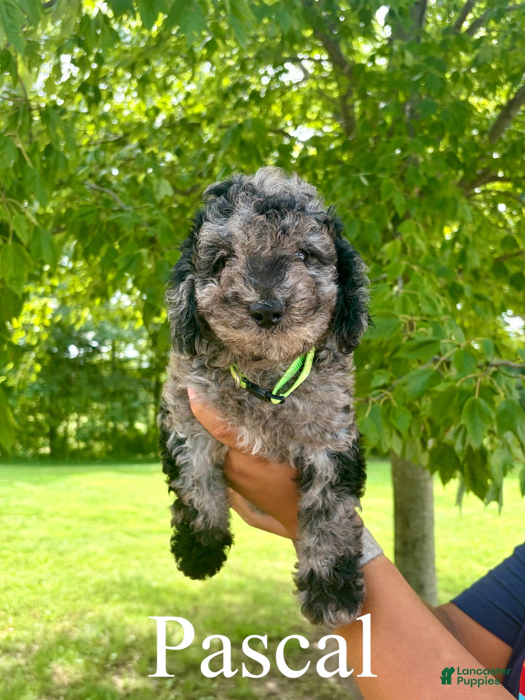 Mini Goldendoodle dogs Pascal - Micro mini - Ad 1