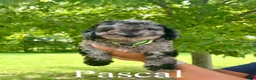 Mini Goldendoodle dogs for sale: Pascal - Micro mini - Ad 1
