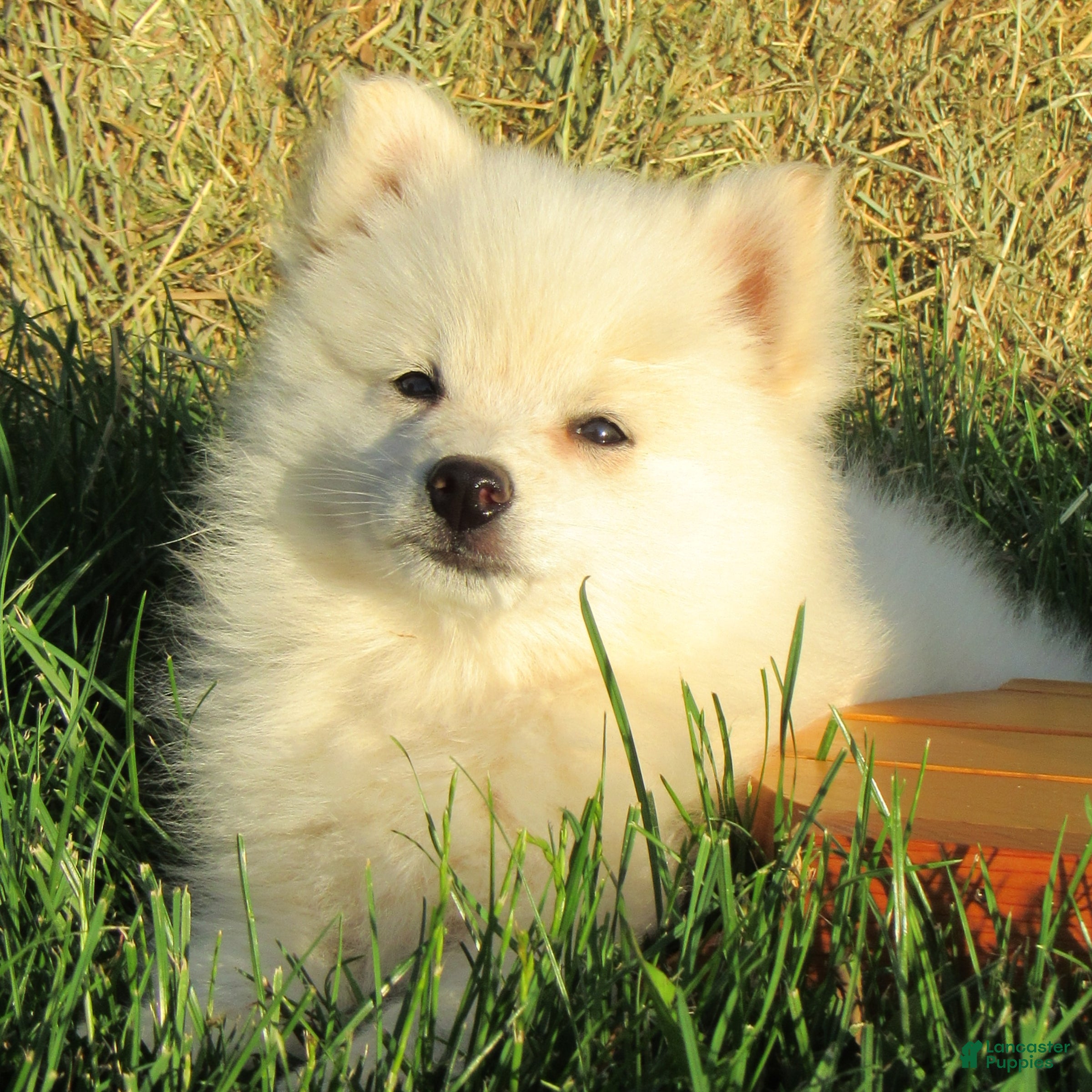 Mixed Breed dogs Candy - Ad 1