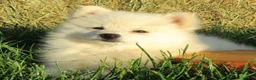 Mixed Breed dogs for sale: Candy - Ad 1