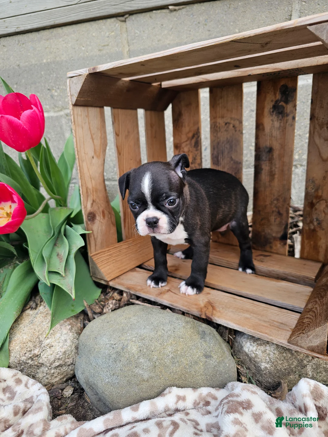 Boston Terrier dogs for sale: Nova - Ad 1