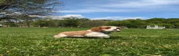 Cavalier King Charles Spaniel dogs for sale: Kliff - Ad 6