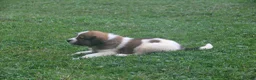 Mixed Breed dogs for sale: Lacy - Ad 2