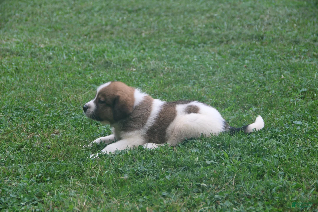 Mixed Breed dogs for sale: Lacy - Ad 2