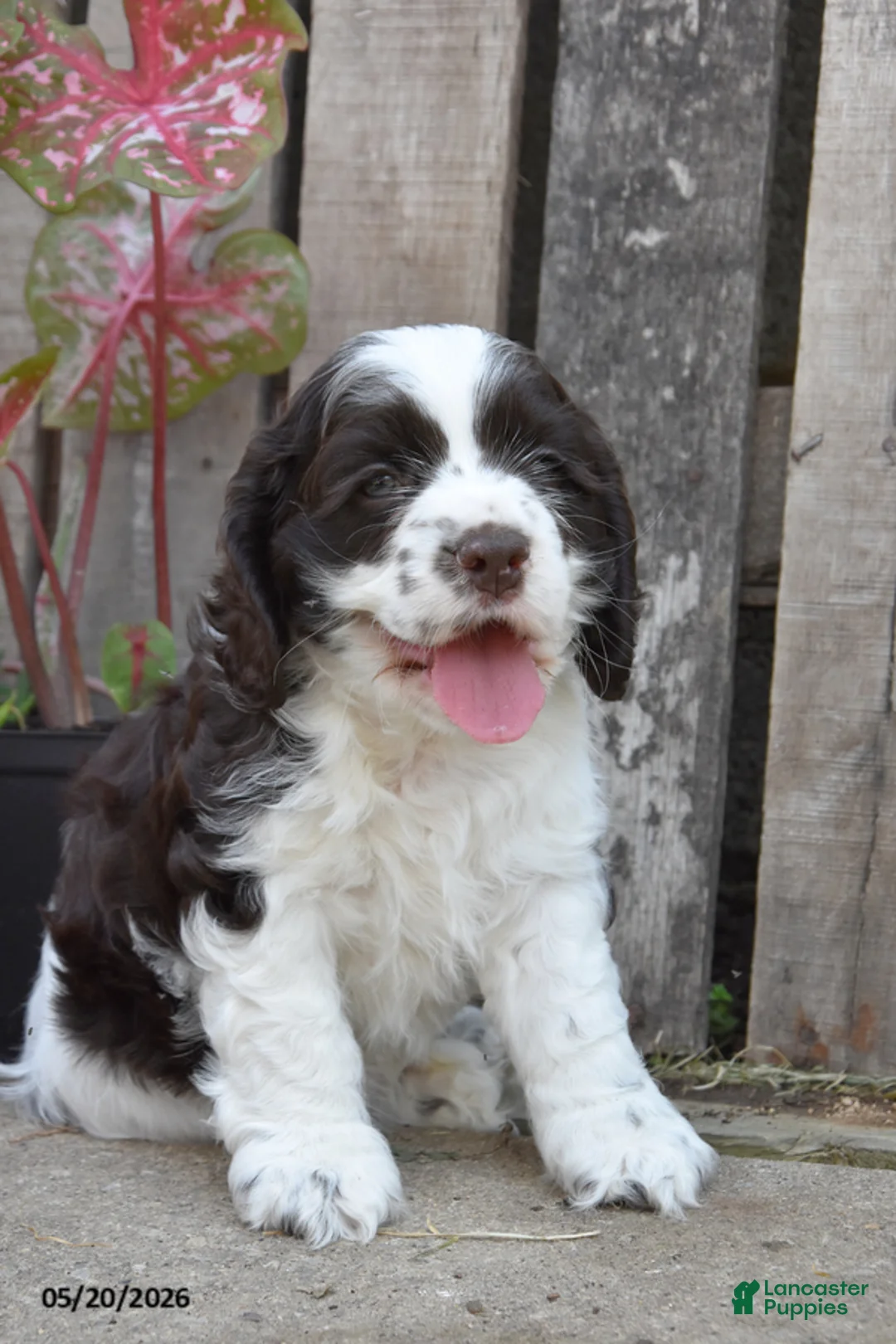 Cocker Spaniel dogs for sale: Denver - Ad 1