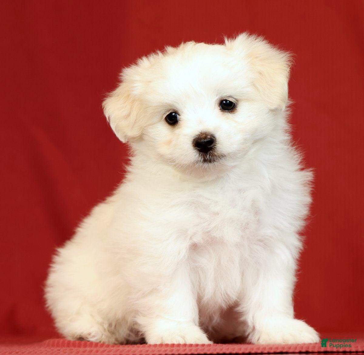 Maltese dogs Lindsey - Ad 1