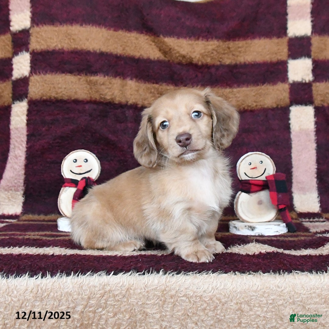 Dachshund dogs for sale: Cowboy - Ad 3