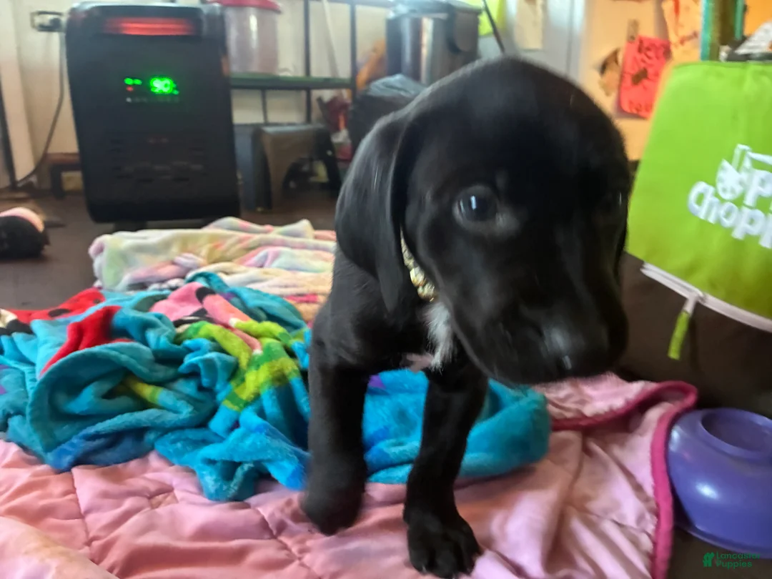 Mixed Breed dogs for sale: Cletus  - Ad 2