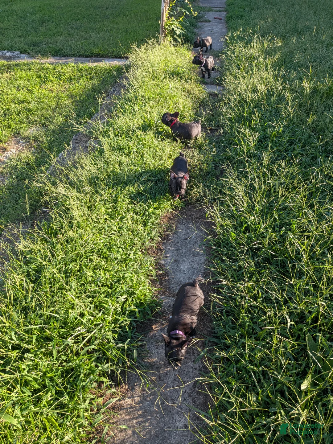 French Bulldog dogs for sale: French Bulldog 1 - Ad 2