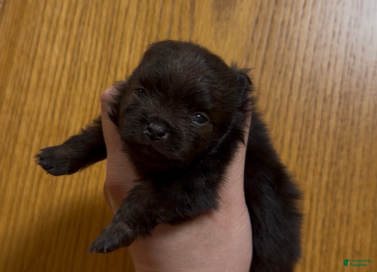 Pomeranian dogs Smoky - Ad 7