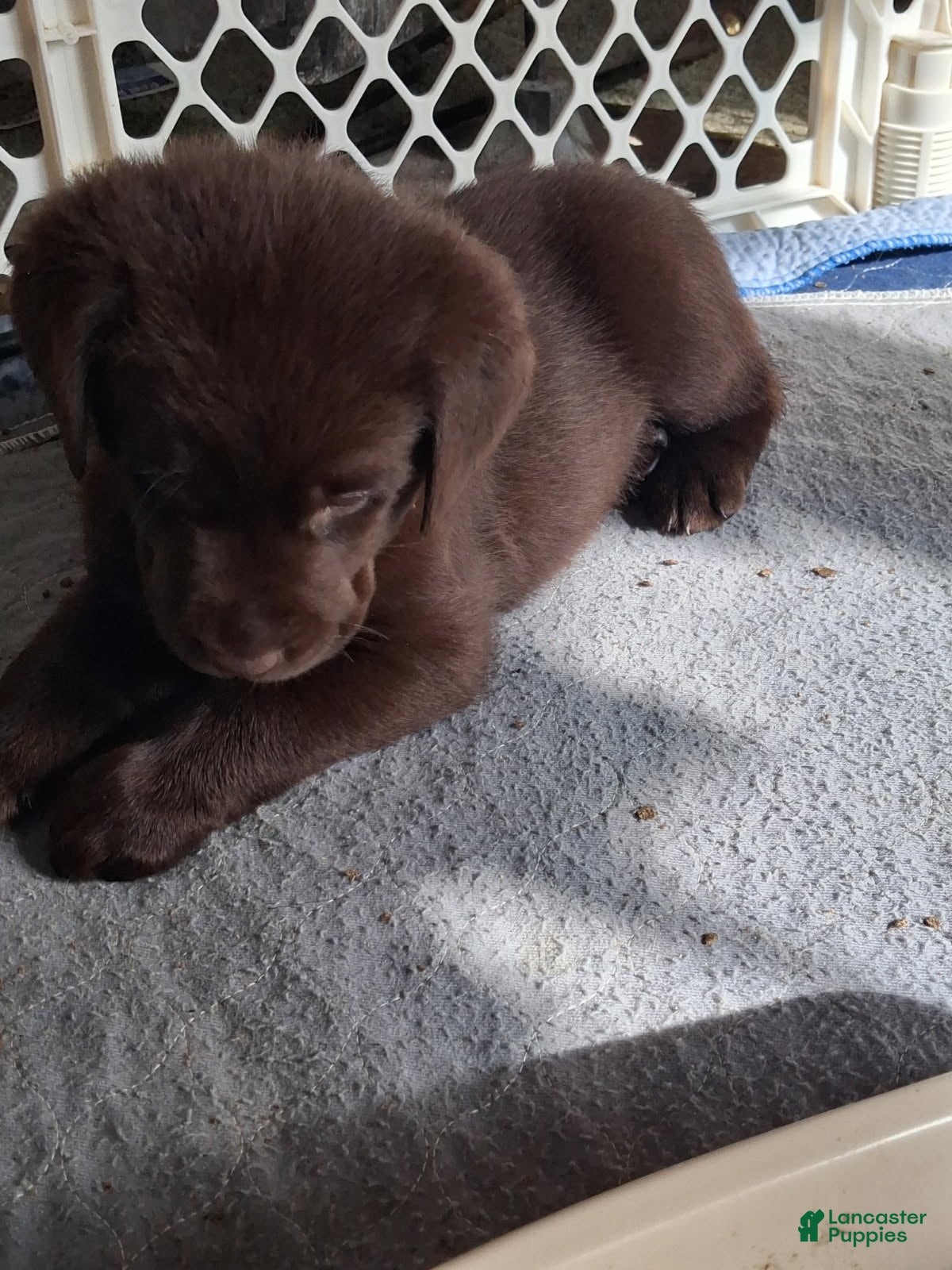 Labrador Retriever dogs Tan collar choclate male - Ad 2