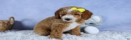 Mini Goldendoodle dogs for sale: 🐾 Meet Nova – F2B Mini Goldendoodle Puppy 🐾 - Ad 14
