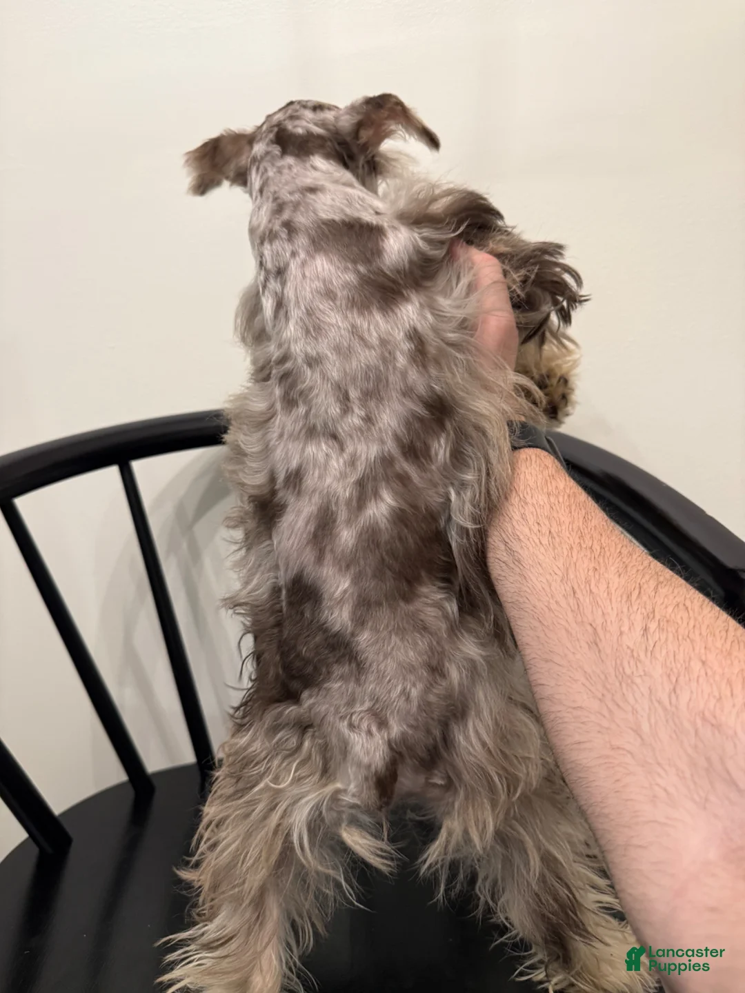 Miniature Schnauzer dogs for sale: Preston  - Ad 3