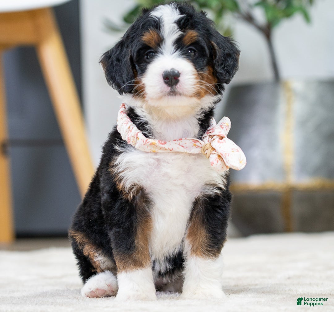 Mini Bernedoodle dogs for sale: Peanut - Ad 6