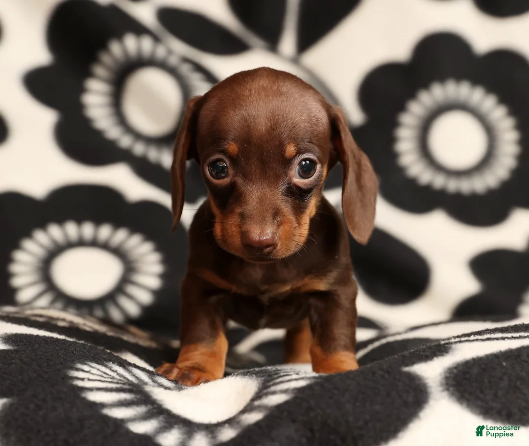 Miniature Dachshund dogs for sale: Rhoda - Ad 6