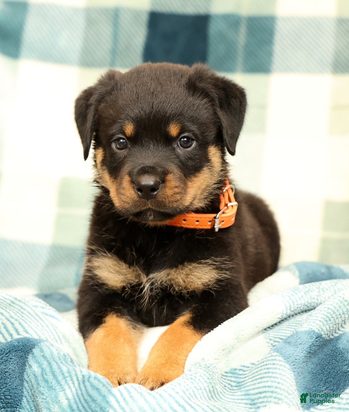 Rottweiler dogs Titan - Ad 1