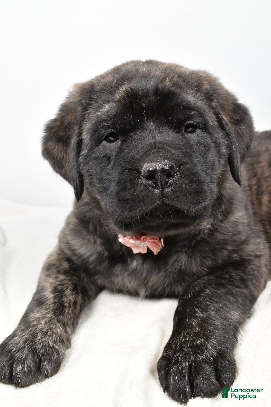English Mastiff dogs for sale: Sheila - Ad 3