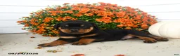 Rottweiler dogs for sale: Pretzel  - Ad 5