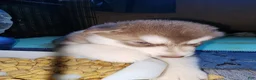 Alaskan Malamute dogs for sale: Meet Jinx, she is an akc Alaskan Malamute female. Red and white. She is looking for some to cuddle with her - Ad 4