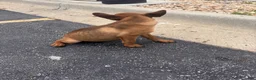 Mixed Breed dogs for sale: Mixed Breed 1 - Ad 5