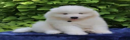 Samoyed dogs for sale: Asher - Ad 3