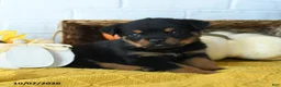 Rottweiler dogs for sale: Axel - Ad 2