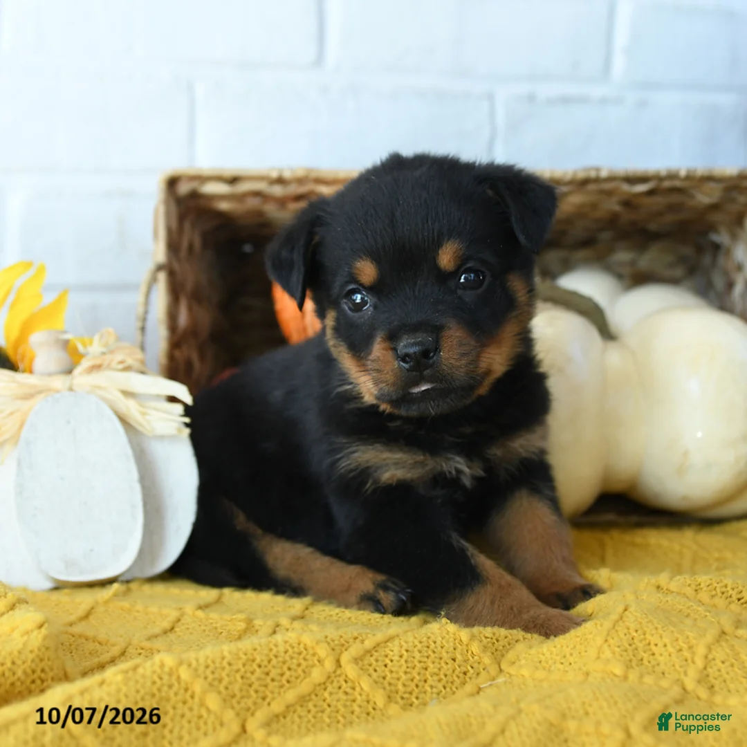 Rottweiler dogs for sale: Axel - Ad 2
