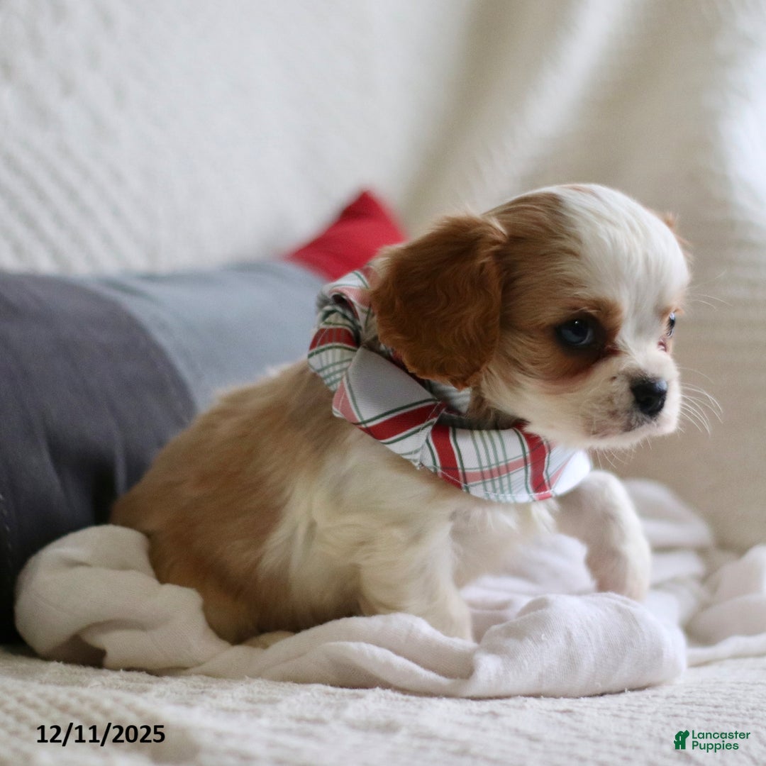 Cavalier King Charles Spaniel dogs for sale: Landon - Ad 2