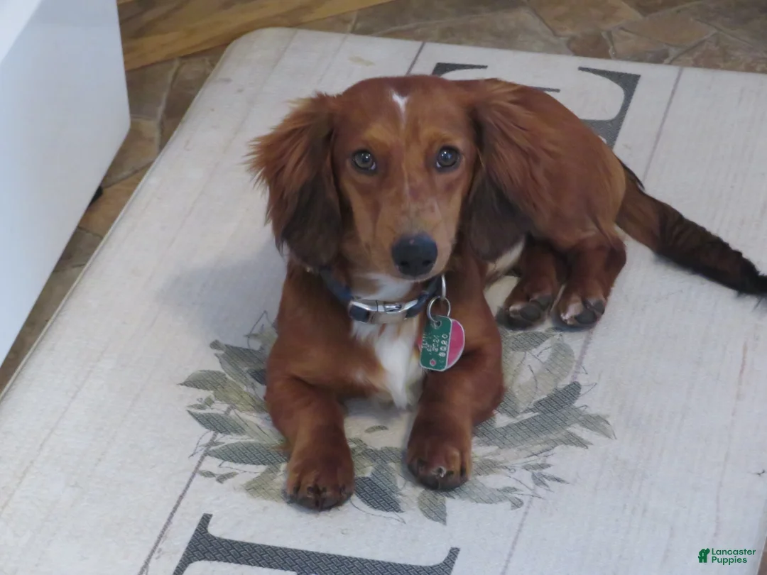 Gallery Image {{count}}