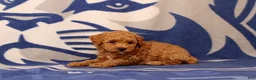 Toy Poodle dogs for sale: Frank - Ad 4