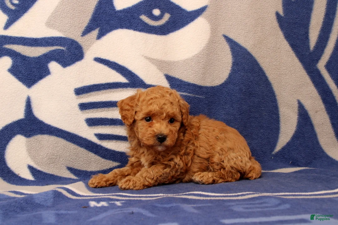 Toy Poodle dogs for sale: Frank - Ad 4