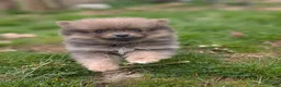 Pomeranian dogs for sale: Dallas  - Ad 6
