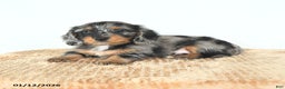 Miniature Dachshund dogs for sale: Dexter - Ad 4