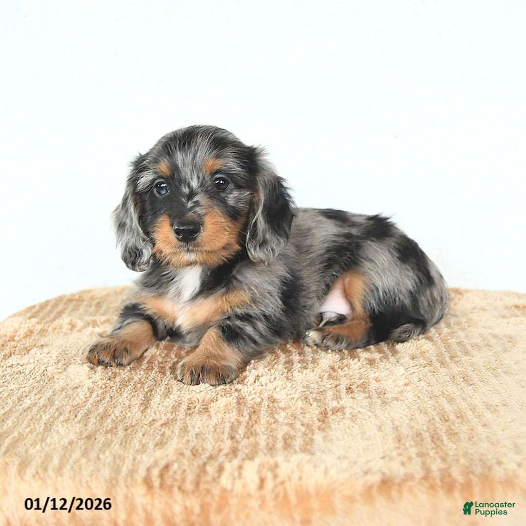 Miniature Dachshund dogs for sale: Dexter - Ad 4